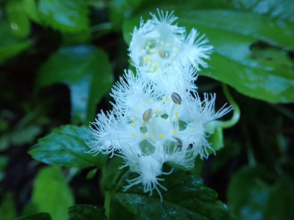 白髭草　高山植物